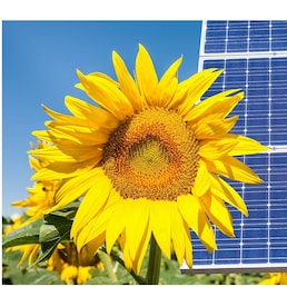 Photomontage with solar panels and sunflower flower