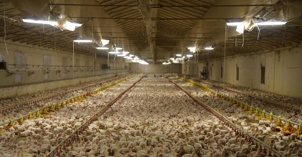Buone notizie, negli allevamenti di polli europei cresce il benessere animale