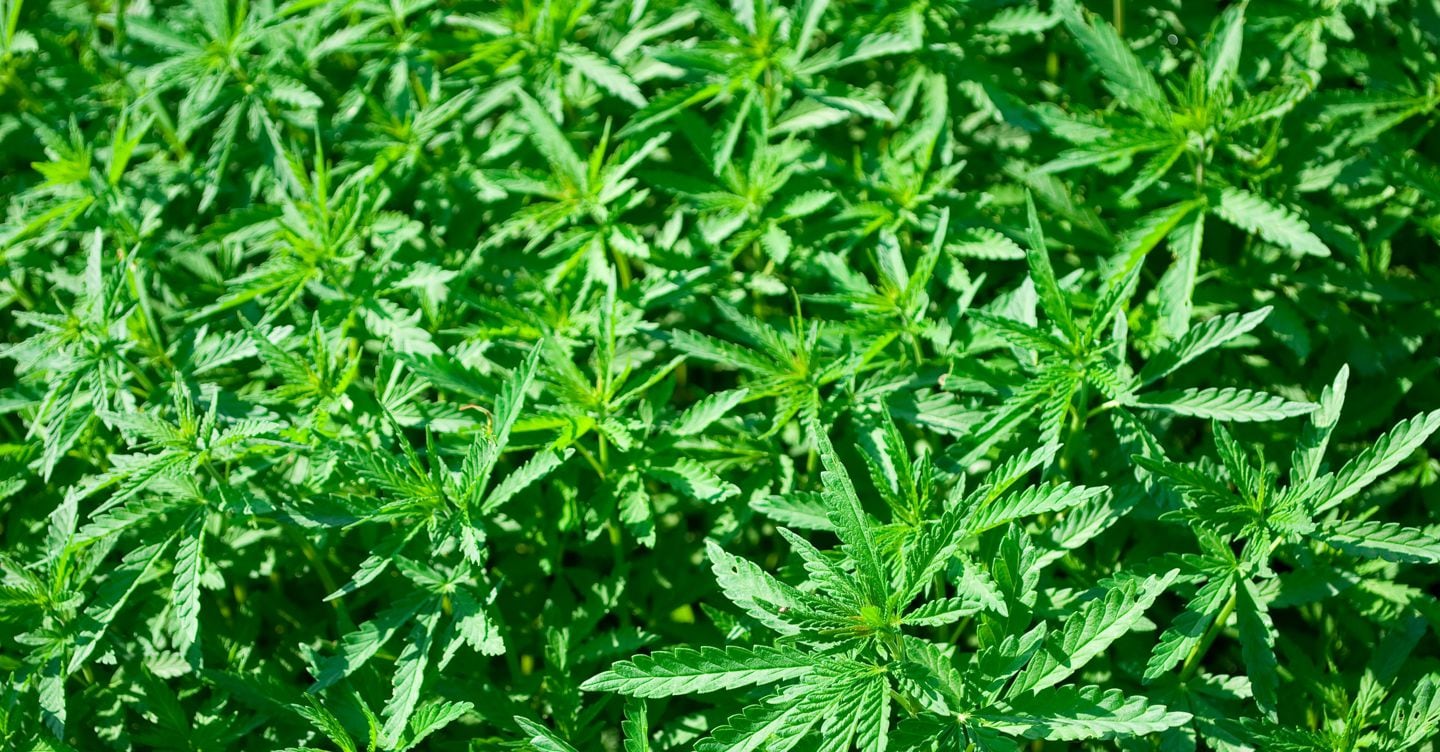 Decreto sicurezza, è sulla cannabis il primo rinvio alla Consulta