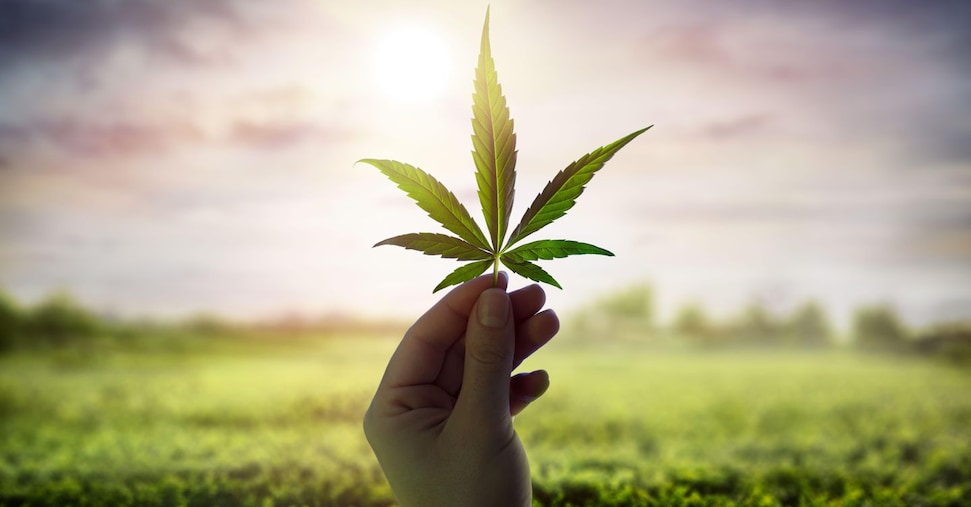 FdI: cannabis light legale tassata al 40%. Ma poi ritira l’emendamento