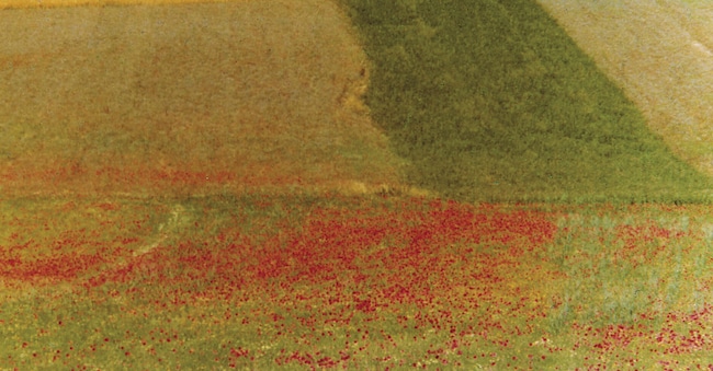 Mario Giacomelli, «Papaveri rossi», 1970, Perugia, Galleria Nazionale dell’Umbria, fino al 6 aprile 2026 (Fondazione Palazzo Albizzini Collezione Burri)