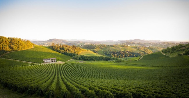 Vigneti nell’Oltrepo Pavese