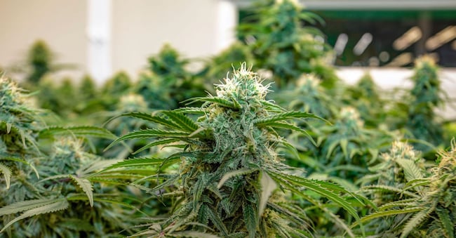 2XG6G8G pollen of  cannabis plant marihuana crystals flower on fields in science lab use artificial sun light.