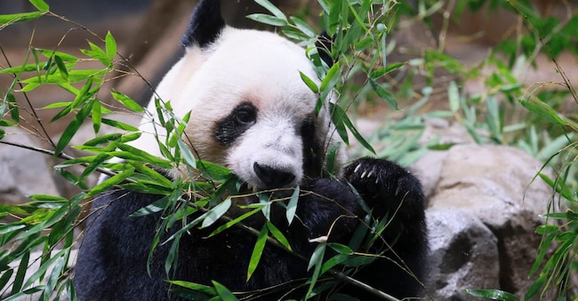Il Panda gigante Lei Lei nello zoo Ueno di Tokyo