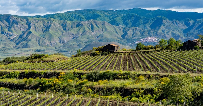 Cresce il mercato dei terreni vocati a produzioni storiche e nuove colture