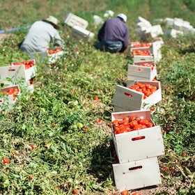 Picked tomatoes in crates on the field