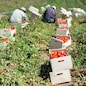 Picked tomatoes in crates on the field