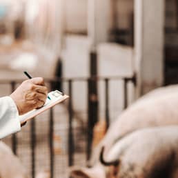 Mature veterinarian in white coat and mask on face writing down in clipboard results of examination. In background pigs in cote.