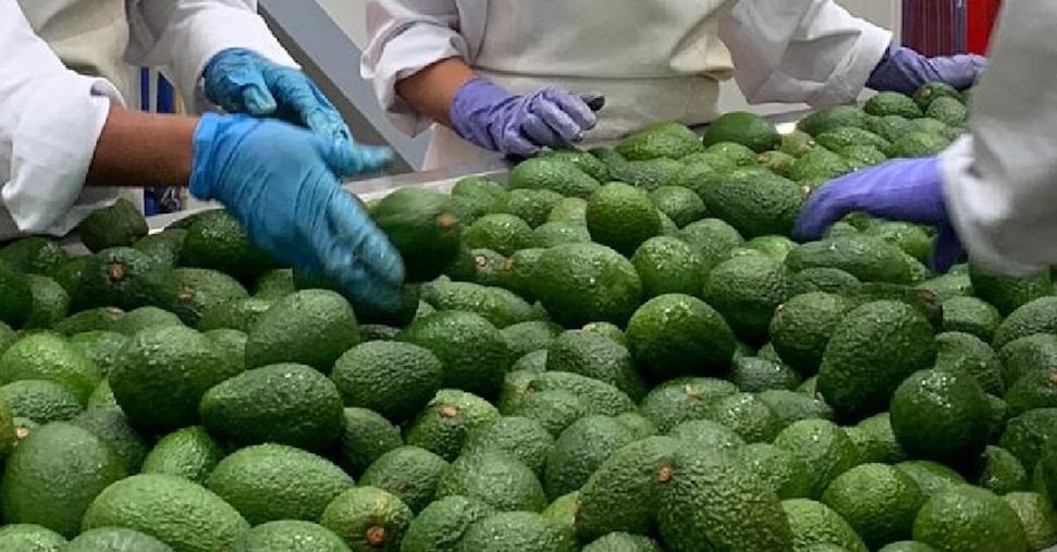 Mercosur, la Francia vieta l’import di ortofrutta contaminata da pesticidi banditi in Europa