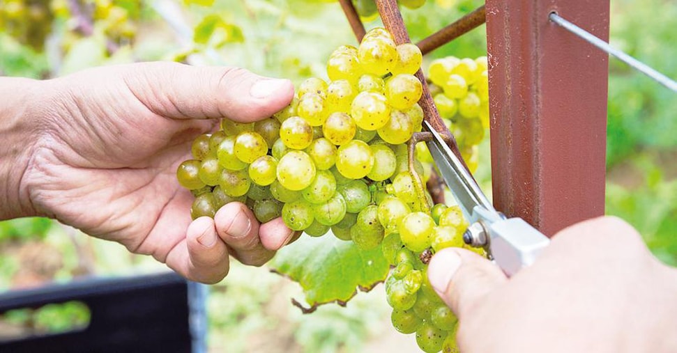 Vino, la crescita dei vitigni resistenti punta su Prosecco e Pinot Grigio Vino, la crescita dei vitigni resistenti punta su Prosecco e Pinot Grigio