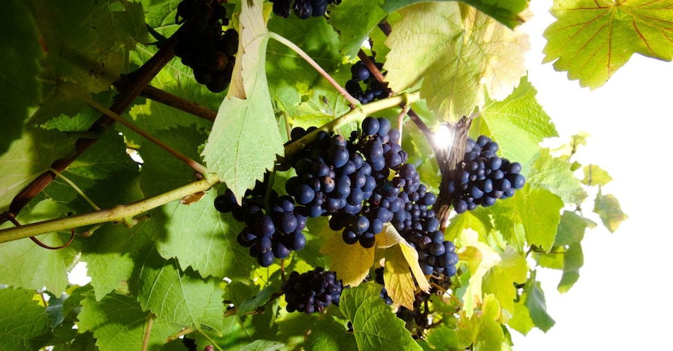 Effetto Classese sui vini dell’Oltrepò: il Pinot Nero supera Croatina e Barbera