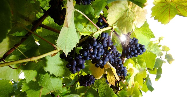  Uva Pinot Noir. (Alamy Stock Photo)