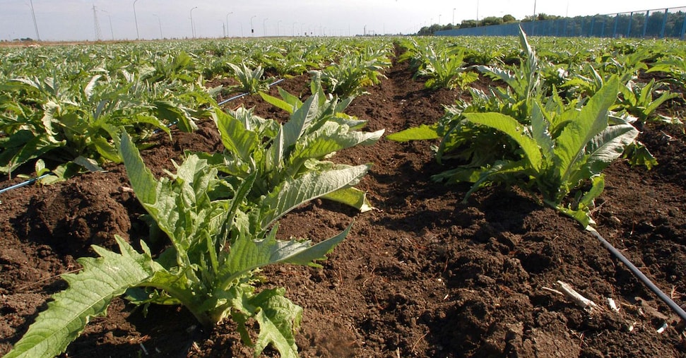Carciofi italiani in crisi, raccolto in calo del 40%