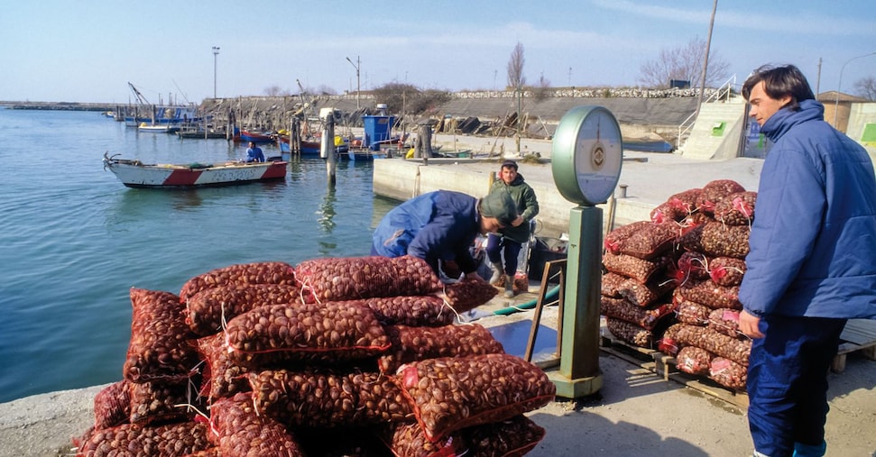 Pesca, per le vongole è crisi nera: il fatturato cala da 120 a 13 milioni. Ecco perché