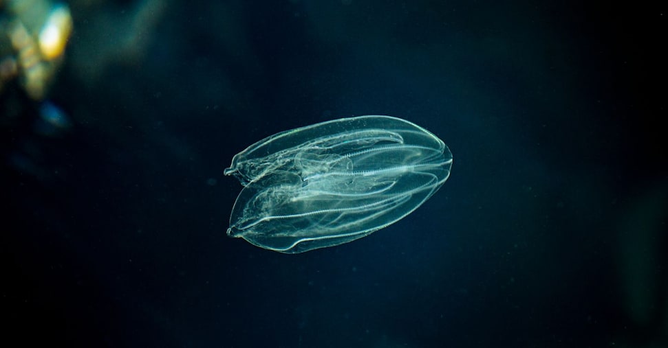 Vongole in Adriatico a rischio per la “noce di mare”. Simile alla medusa, può essere riutilizzata nella cosmetica