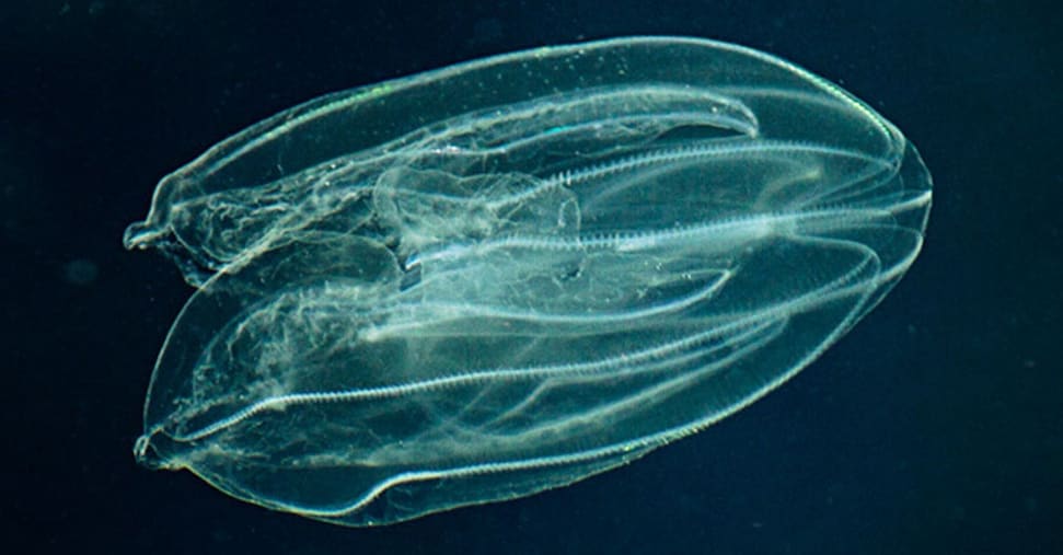 L’impatto devastante della noce di mare sull’Alto Adriatico: quali danni e possibili soluzioni innovative L’impatto devastante della noce di mare sull’Alto Adriatico: quali danni e possibili soluzioni innovative