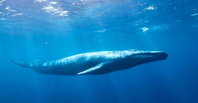 Le balenottere azzurre si osservano a Mirissa