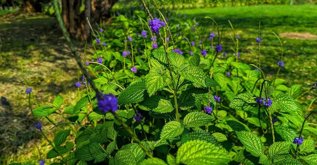 I Giardini botanici di Peradeniya