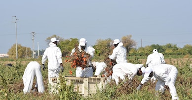 Alcuni lavoratori del Gruppo Megamark di Trani mentre raccolgono i pomodori a Foggia, 23 settembre 2019. Parte dalle campagne del Foggiano la prima filiera etica in Italia contro il caporalato. I prodotti, 5 tipi di conserve di pomodori biologici, frutta e verdura, sono contrassegnati dal bollino etico 'NoCap'. È un progetto sperimentale nato dall'intesa tra il Gruppo Megamark di Trani (Bat), l'associazione internazionale anticaporalato NO CAP e Rete Perlaterra. ANSA/FRANCO CAUTILLO