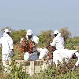 Alcuni lavoratori del Gruppo Megamark di Trani mentre raccolgono i pomodori a Foggia, 23 settembre 2019. Parte dalle campagne del Foggiano la prima filiera etica in Italia contro il caporalato. I prodotti, 5 tipi di conserve di pomodori biologici, frutta e verdura, sono contrassegnati dal bollino etico 'NoCap'. È un progetto sperimentale nato dall'intesa tra il Gruppo Megamark di Trani (Bat), l'associazione internazionale anticaporalato NO CAP e Rete Perlaterra. ANSA/FRANCO CAUTILLO