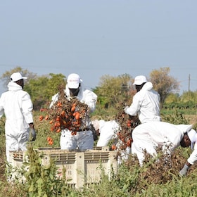 Alcuni lavoratori del Gruppo Megamark di Trani mentre raccolgono i pomodori a Foggia, 23 settembre 2019. Parte dalle campagne del Foggiano la prima filiera etica in Italia contro il caporalato. I prodotti, 5 tipi di conserve di pomodori biologici, frutta e verdura, sono contrassegnati dal bollino etico 'NoCap'. È un progetto sperimentale nato dall'intesa tra il Gruppo Megamark di Trani (Bat), l'associazione internazionale anticaporalato NO CAP e Rete Perlaterra. ANSA/FRANCO CAUTILLO