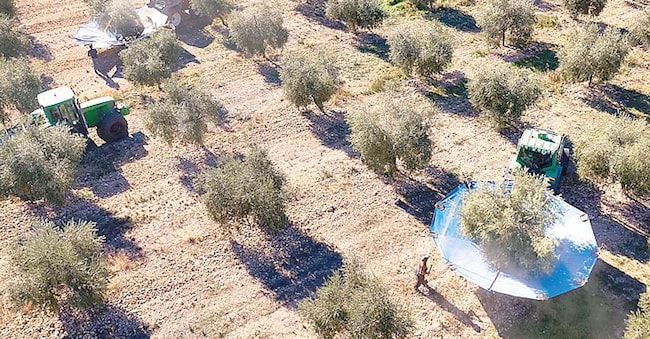 Colture meccanizzate e intensive: l’olivicoltura italiana ha bisogno di investimenti in innovazione