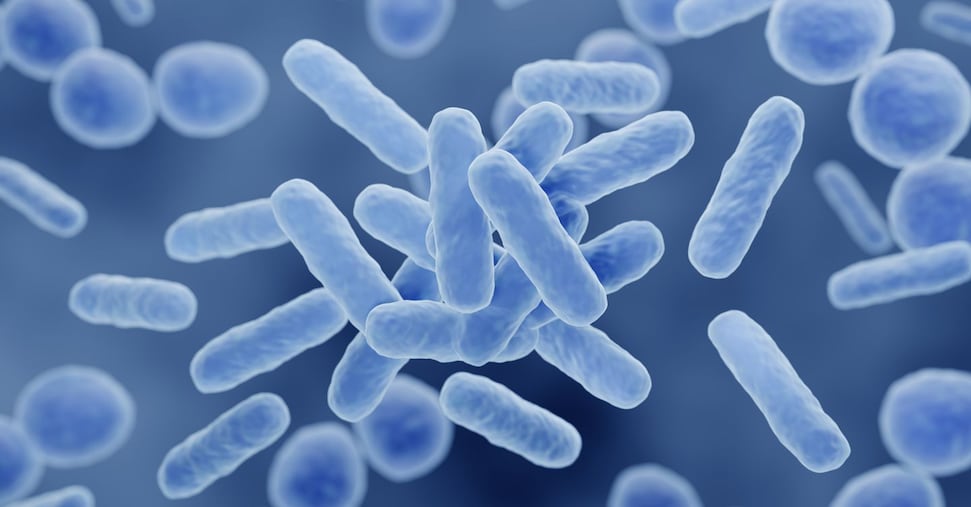 Tumore al rene, il trapianto di microbiota migliora la risposta all’immunoterapia