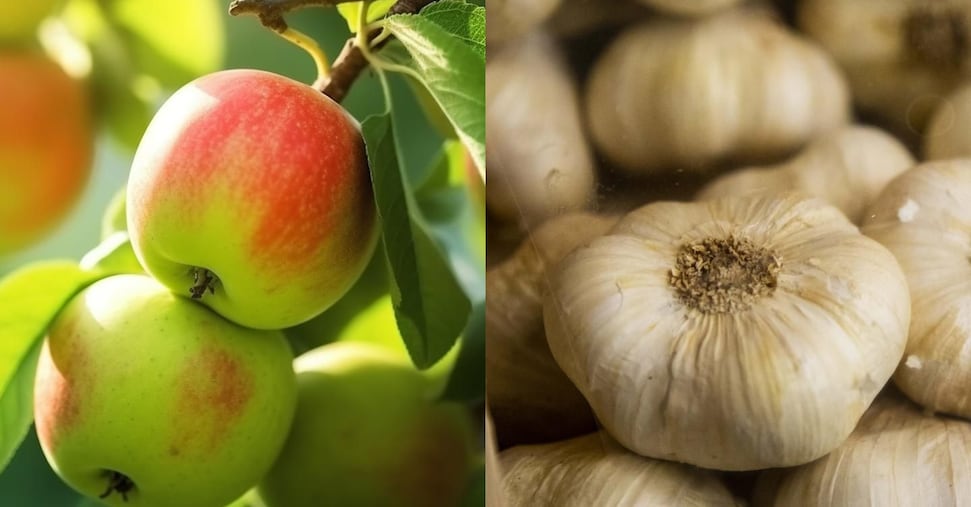 Accordo Ue-India, occasione per mele e kiwi italiani. Ma l’aglio è un prodotto «sensibile»