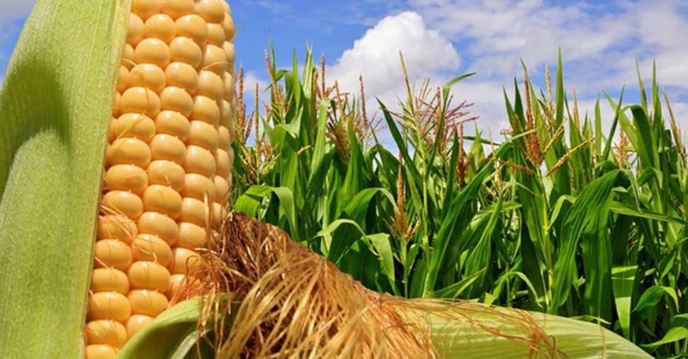 La Corte Ue legittima il divieto italiano di coltivazione del mais Ogm