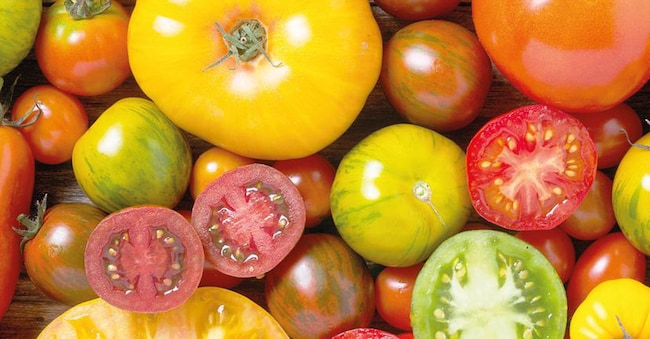 I pomodori sono tra gli ortaggi su cui è in corso la sperimentazione con le Tecniche di evoluzione assistita