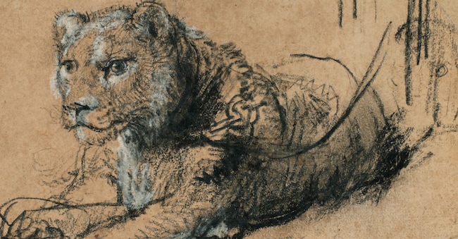 «Young Lion» Rembrandt, black chalk with white chalk heightening and grey wash on brown laid paper, 11.5 × 15 cm