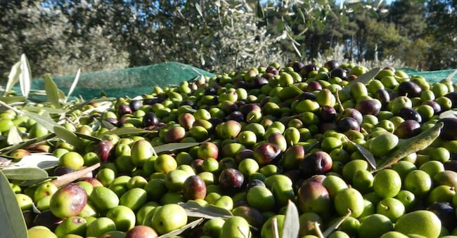 Raccolta di olive