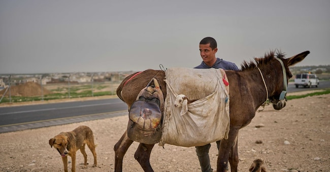 Un pastore palestinese conduce il suo gregge nella valle del Giordano in Cisgiordania, lunedì 9 febbraio 2026. (AP Photo/Ohad Zwigenberg)    Associated Press / LaPresse Only italy and spain