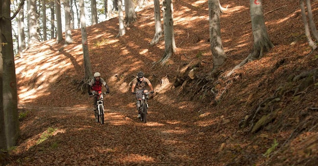 Foresta della Barbottina Colle del Melogno; Savona; Liguria
