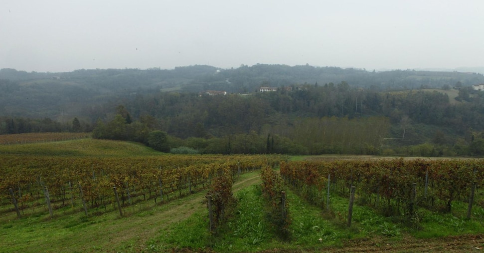 Via libera dall’Europarlamento alle misure anticrisi del «pacchetto vino»