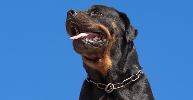 Rottweiler (Alamy Stock Photo)