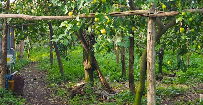 Lemon Tree Walk a Massa Lubrense