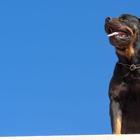 2STF3R9 A large black dog, rottweiler, on the background of the blue sky