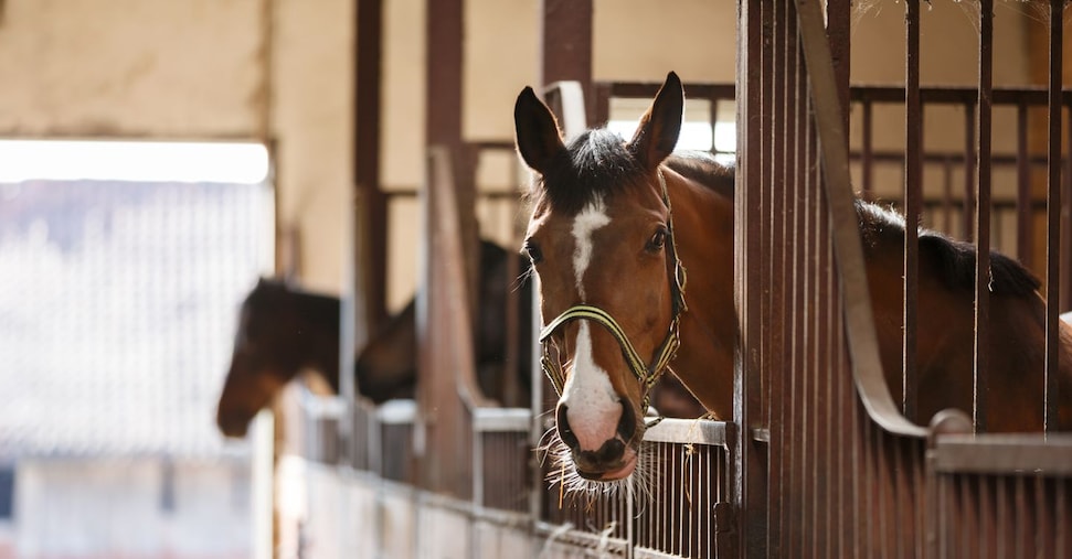 Carne di cavallo, nuova proposta di legge bipartisan per lo stop alla macellazione Carne di cavallo, nuova proposta di legge bipartisan per lo stop alla macellazione