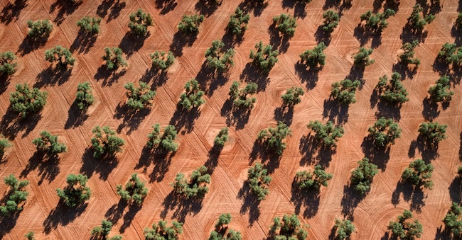 Un oliveto in Andalusia