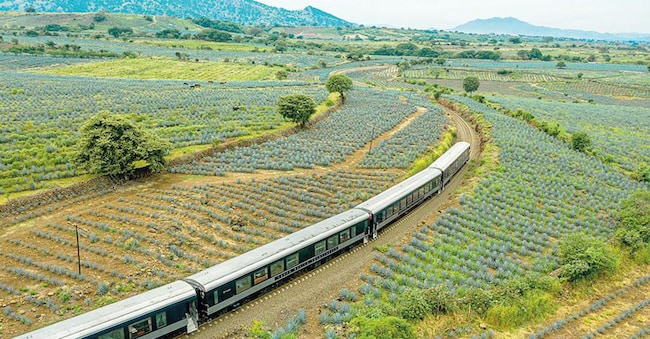 Il treno Tequila Express, un treno turistico che viaggia tra Guadalajara e la città di Tequila, nello stato di Jalisco