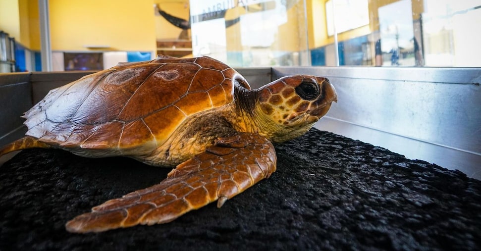 Collari, microchip e trasmettitori acustici, organizzazioni e strumenti in campo per monitorare le specie marine e terrestri