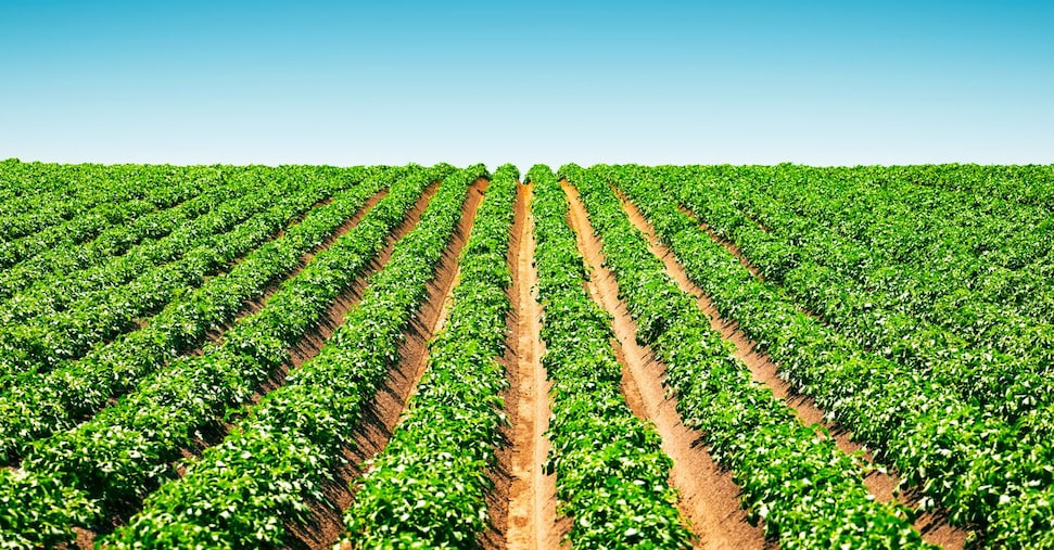 All’agricoltura dal decreto Calamità aiuti per 400 milioni