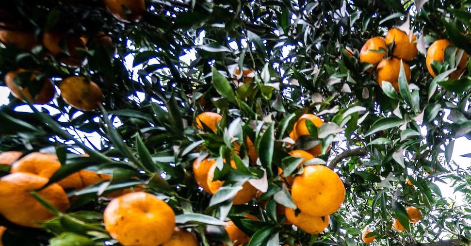 Arance, si teme calo di offerta e rialzo dei prezzi dopo gli effetti del ciclone Harry