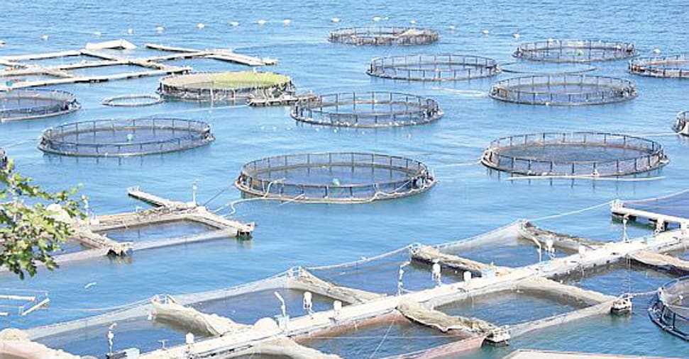 Acquacoltura frenata dall’ostacolo concessioni: copre solo il 20% del fabbisogno italiano