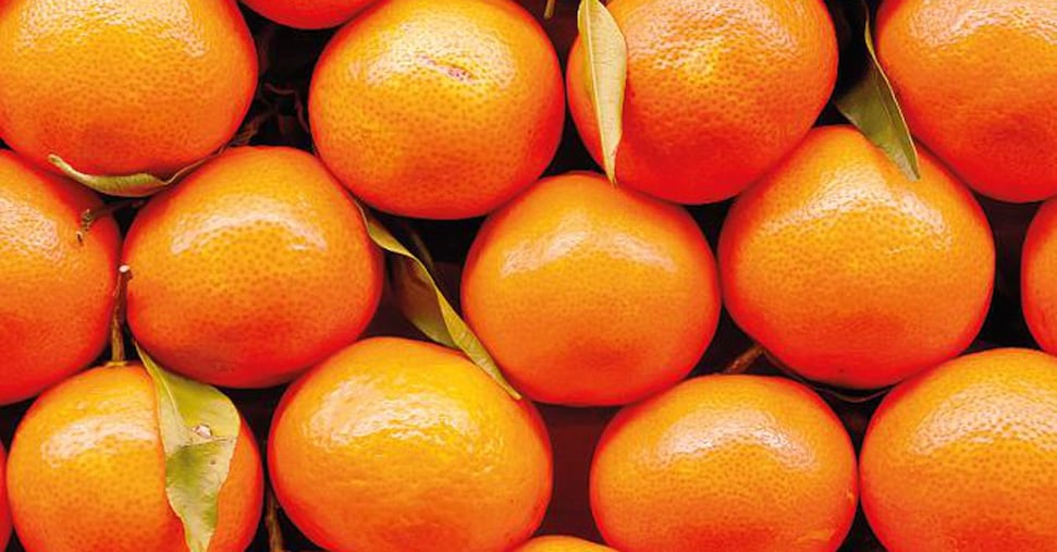 Dal tacle al mapo, così i nuovi tipi di agrumi allungano la stagione