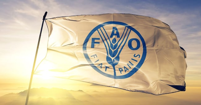 Organizzazione delle Nazioni Unite per l'alimentazione e l'agricoltura. Bandiera della FAO