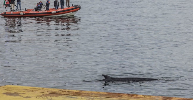Un cetaceo, probabilmente una balenottera, è comparso all'improvviso nell'area del Molo Beverello, arrivando a nuotare sin quasi sotto le banchine dove operano i mezzi veloci pper le isole, Napoli, 23 febbraio 2026. Ansa/Ciro Fusco 