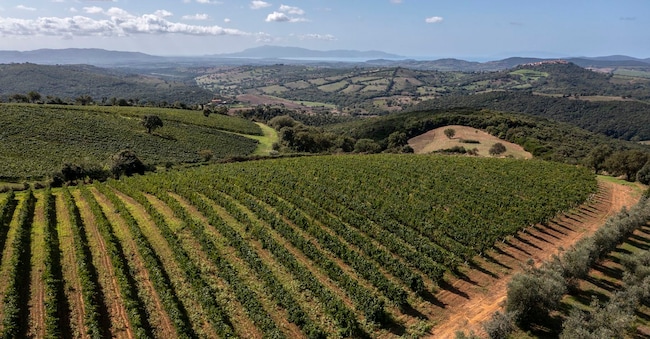 Vigne di Morellino con il mare sullo sfondo