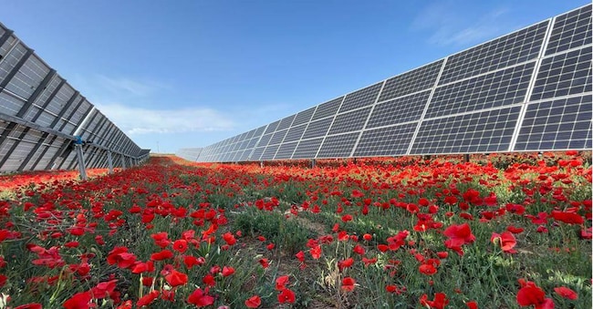 Foto: Solaria Energía y Medio Ambiente